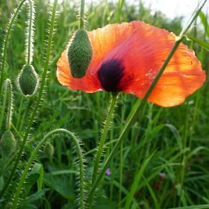 Meet your Posher, Lin